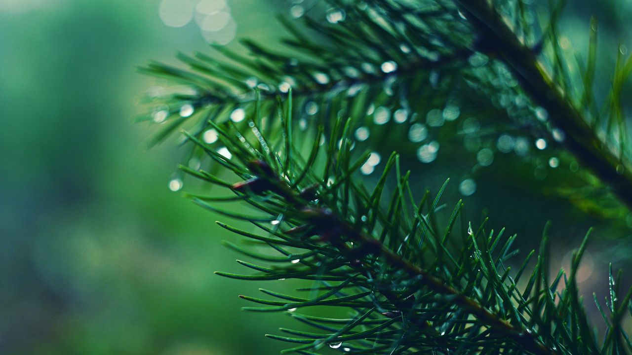 Wallpaper spruces, needles, branches, drops, moisture, macro