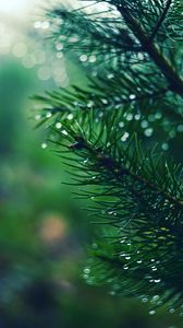 Preview wallpaper spruces, needles, branches, drops, moisture, macro