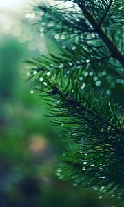 Preview wallpaper spruces, needles, branches, drops, moisture, macro