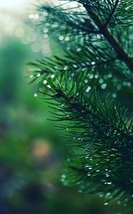 Preview wallpaper spruces, needles, branches, drops, moisture, macro