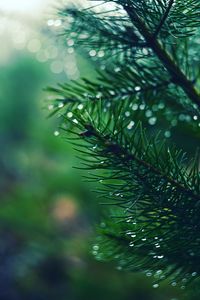 Preview wallpaper spruces, needles, branches, drops, moisture, macro