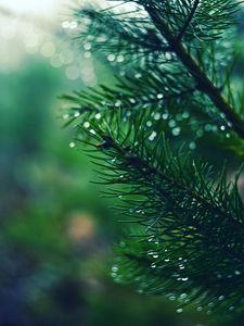 Preview wallpaper spruces, needles, branches, drops, moisture, macro