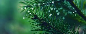 Preview wallpaper spruces, needles, branches, drops, moisture, macro