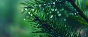 Preview wallpaper spruces, needles, branches, drops, moisture, macro