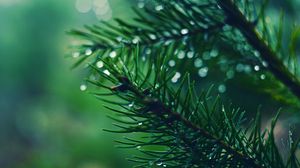 Preview wallpaper spruces, needles, branches, drops, moisture, macro