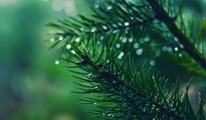 Preview wallpaper spruces, needles, branches, drops, moisture, macro