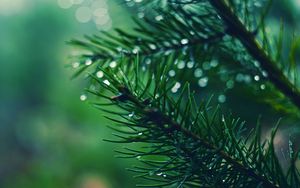 Preview wallpaper spruces, needles, branches, drops, moisture, macro