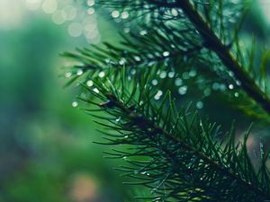 Preview wallpaper spruces, needles, branches, drops, moisture, macro