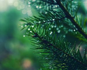 Preview wallpaper spruces, needles, branches, drops, moisture, macro