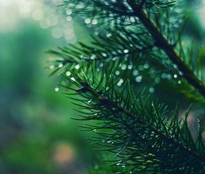 Preview wallpaper spruces, needles, branches, drops, moisture, macro