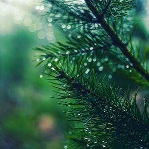 Preview wallpaper spruces, needles, branches, drops, moisture, macro