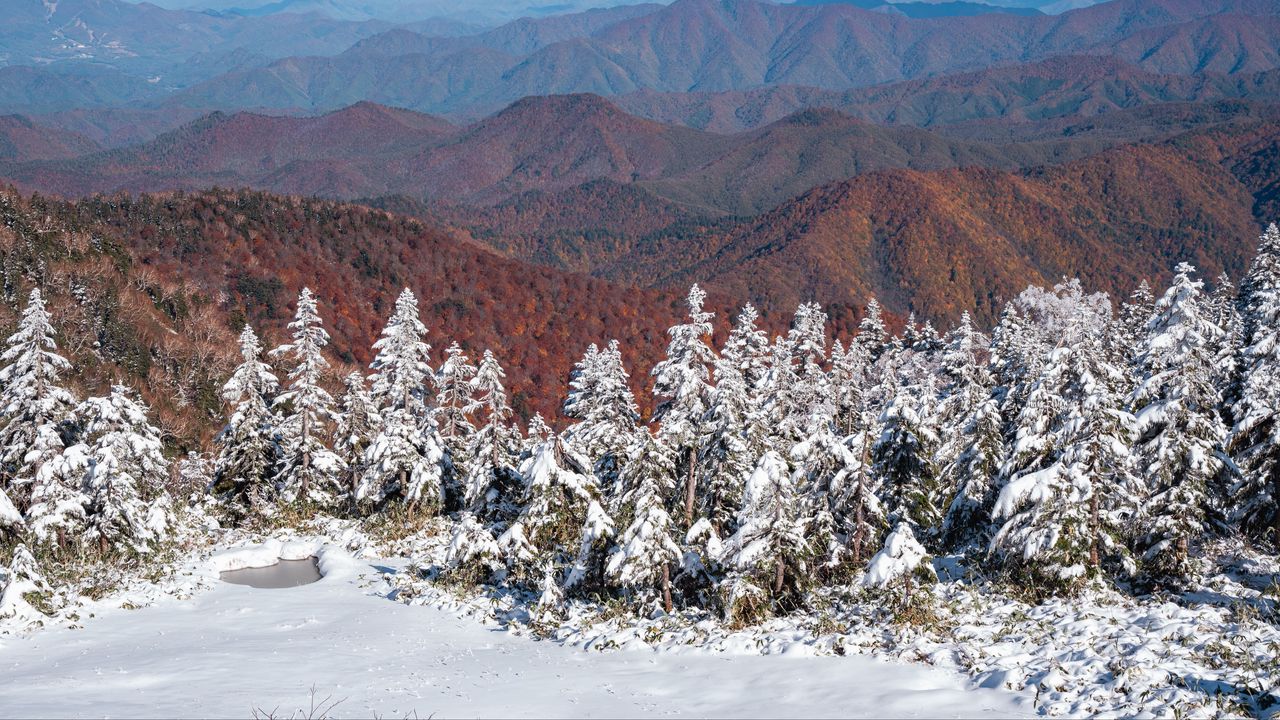 Wallpaper spruces, snow, winter, mountains, landscape