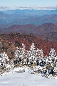 Preview wallpaper spruces, snow, winter, mountains, landscape