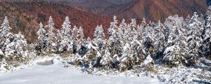 Preview wallpaper spruces, snow, winter, mountains, landscape