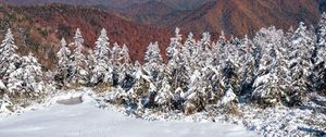 Preview wallpaper spruces, snow, winter, mountains, landscape