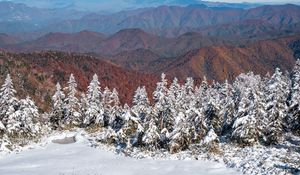 Preview wallpaper spruces, snow, winter, mountains, landscape