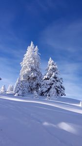 Preview wallpaper spruces, snow, winter, sky, nature