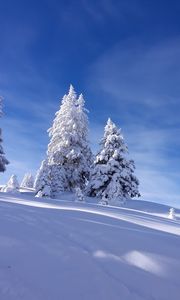 Preview wallpaper spruces, snow, winter, sky, nature