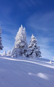 Preview wallpaper spruces, snow, winter, sky, nature