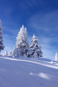 Preview wallpaper spruces, snow, winter, sky, nature