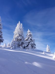 Preview wallpaper spruces, snow, winter, sky, nature