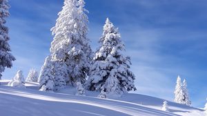 Preview wallpaper spruces, snow, winter, sky, nature
