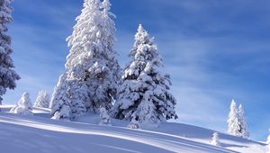 Preview wallpaper spruces, snow, winter, sky, nature