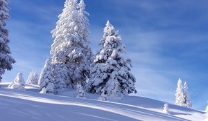 Preview wallpaper spruces, snow, winter, sky, nature