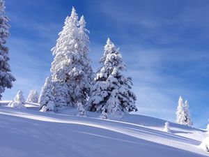 Preview wallpaper spruces, snow, winter, sky, nature