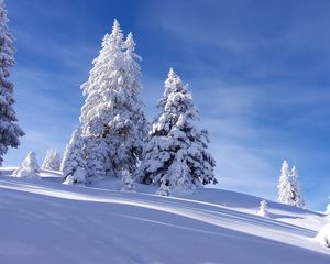 Preview wallpaper spruces, snow, winter, sky, nature