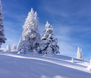 Preview wallpaper spruces, snow, winter, sky, nature