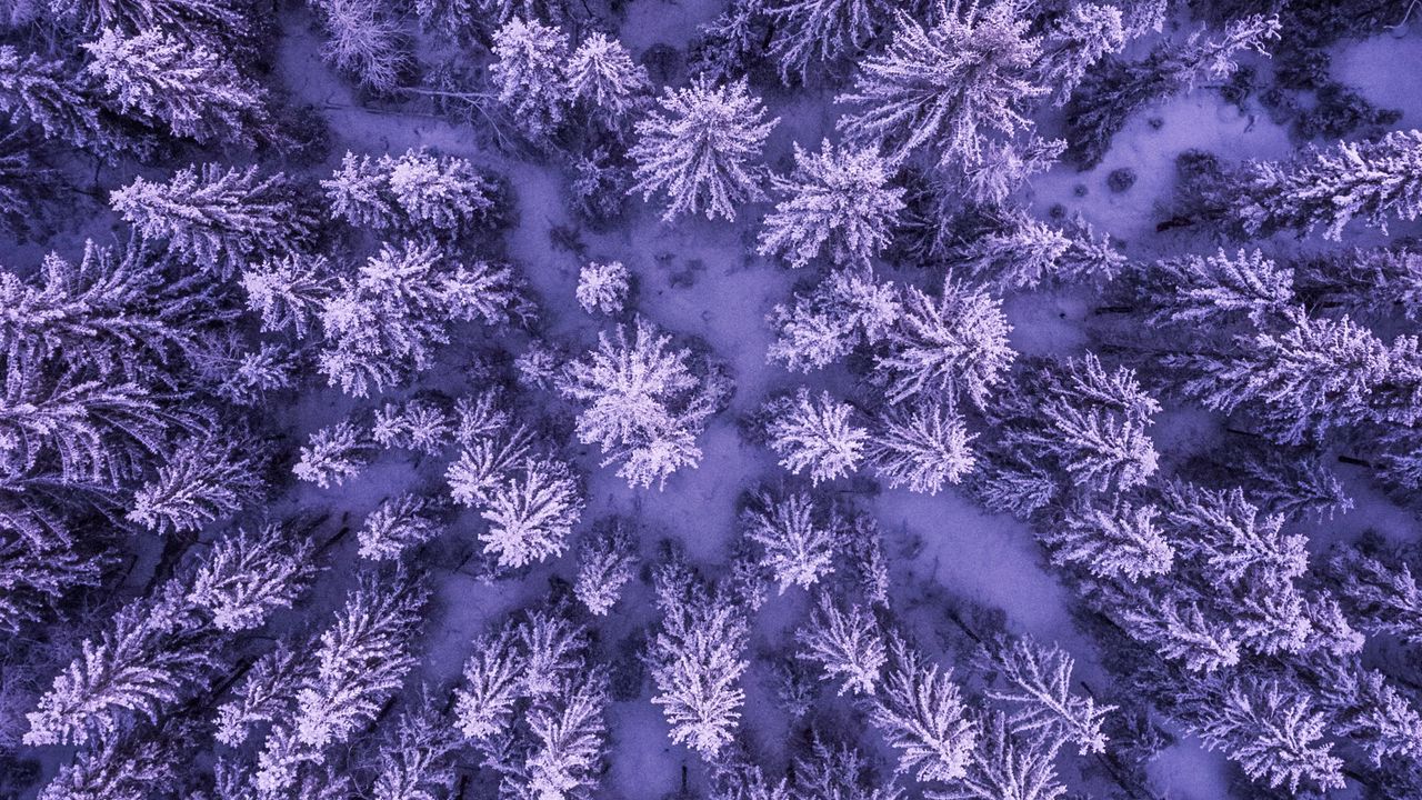 Wallpaper spruces, snow, winter, aerial view, nature