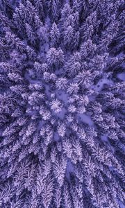 Preview wallpaper spruces, snow, winter, aerial view, nature