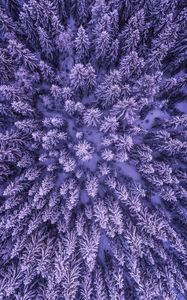 Preview wallpaper spruces, snow, winter, aerial view, nature