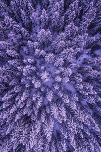 Preview wallpaper spruces, snow, winter, aerial view, nature