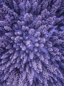 Preview wallpaper spruces, snow, winter, aerial view, nature