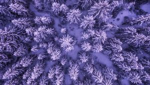 Preview wallpaper spruces, snow, winter, aerial view, nature