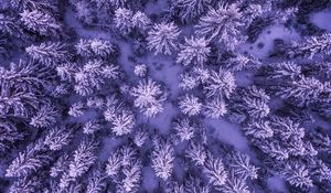 Preview wallpaper spruces, snow, winter, aerial view, nature