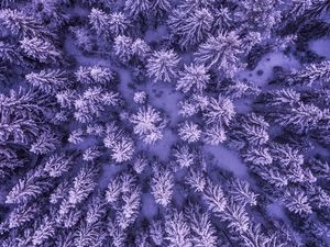 Preview wallpaper spruces, snow, winter, aerial view, nature