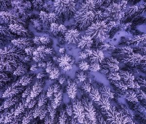 Preview wallpaper spruces, snow, winter, aerial view, nature