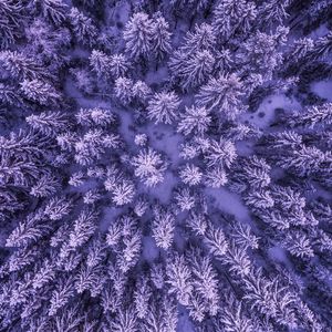 Preview wallpaper spruces, snow, winter, aerial view, nature