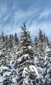 Preview wallpaper spruces, trees, branches, snow, winter, nature