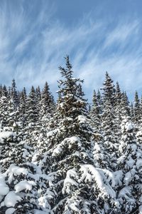 Preview wallpaper spruces, trees, branches, snow, winter, nature