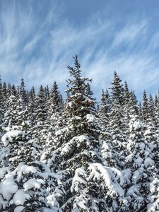 Preview wallpaper spruces, trees, branches, snow, winter, nature