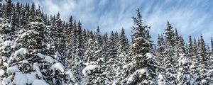 Preview wallpaper spruces, trees, branches, snow, winter, nature