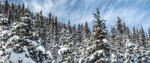 Preview wallpaper spruces, trees, branches, snow, winter, nature