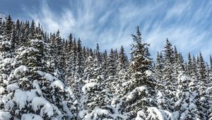 Preview wallpaper spruces, trees, branches, snow, winter, nature