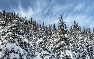 Preview wallpaper spruces, trees, branches, snow, winter, nature
