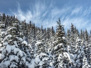 Preview wallpaper spruces, trees, branches, snow, winter, nature