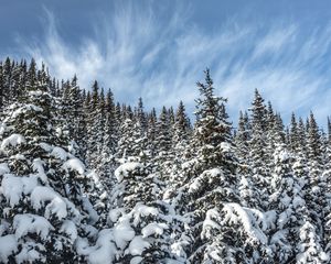 Preview wallpaper spruces, trees, branches, snow, winter, nature